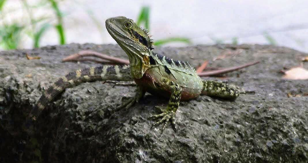 Lizard