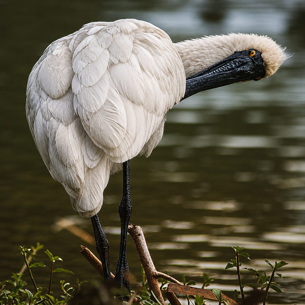Royal Spoonbill