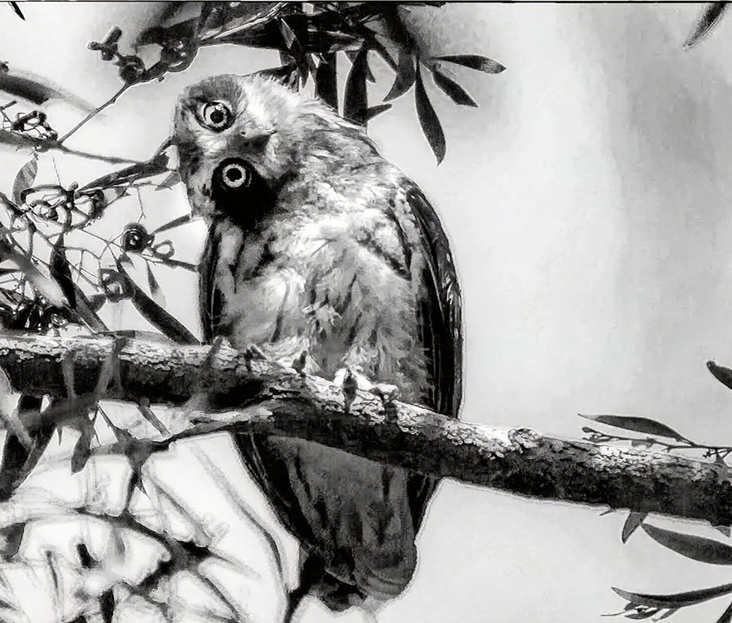 Solo Owls