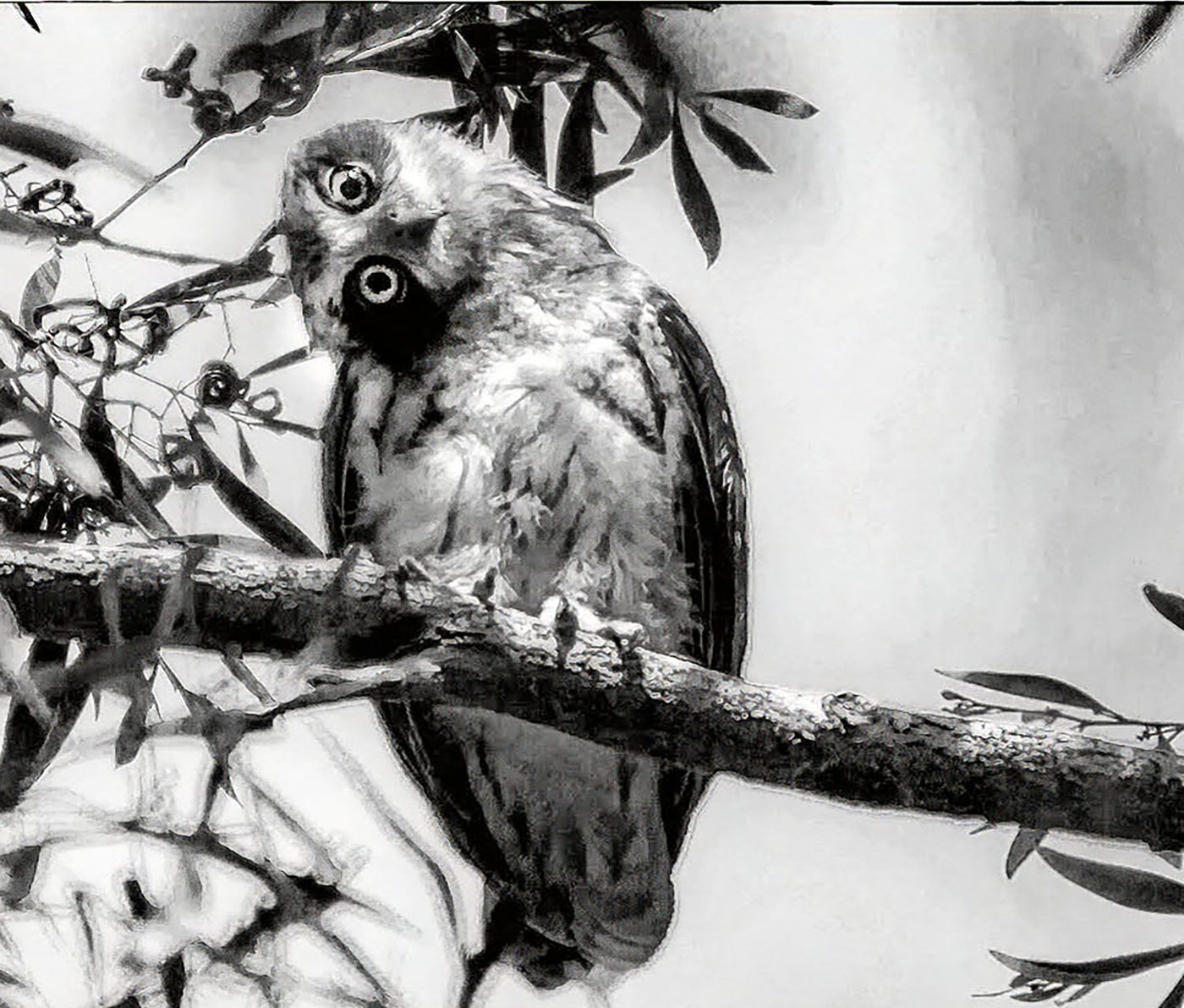 Solo Owls