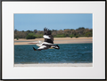 Pelican Gliding