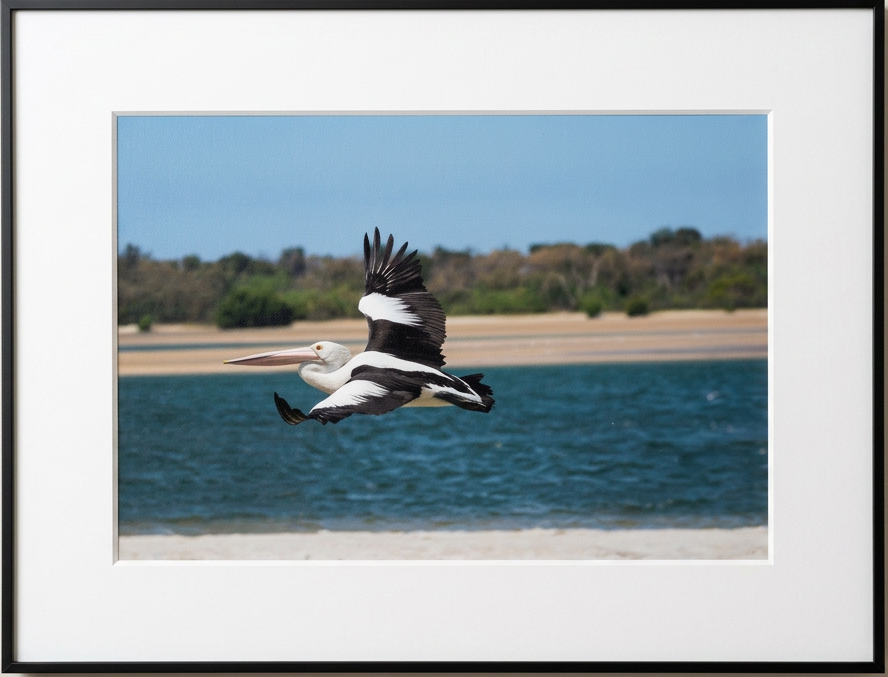 Pelican Gliding