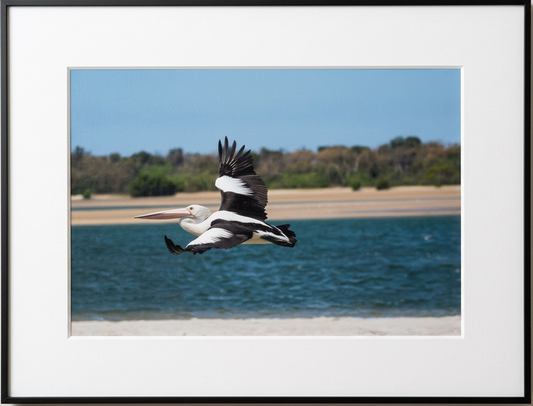 Pelican Gliding