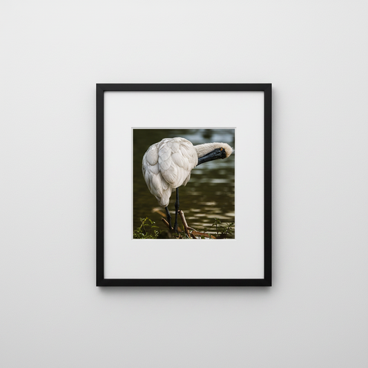 Royal Spoonbill Scratchin'