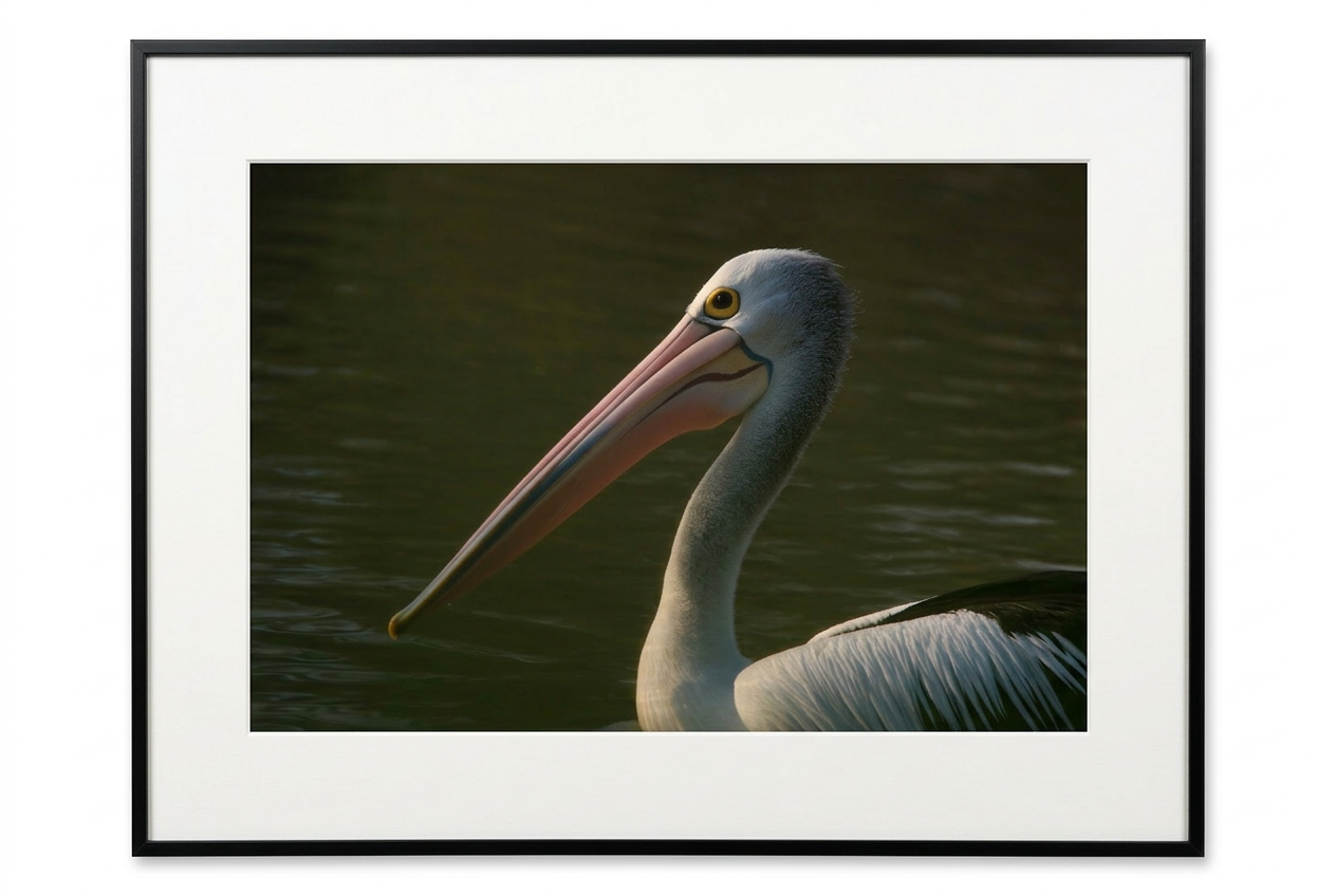 Pelican Close Up