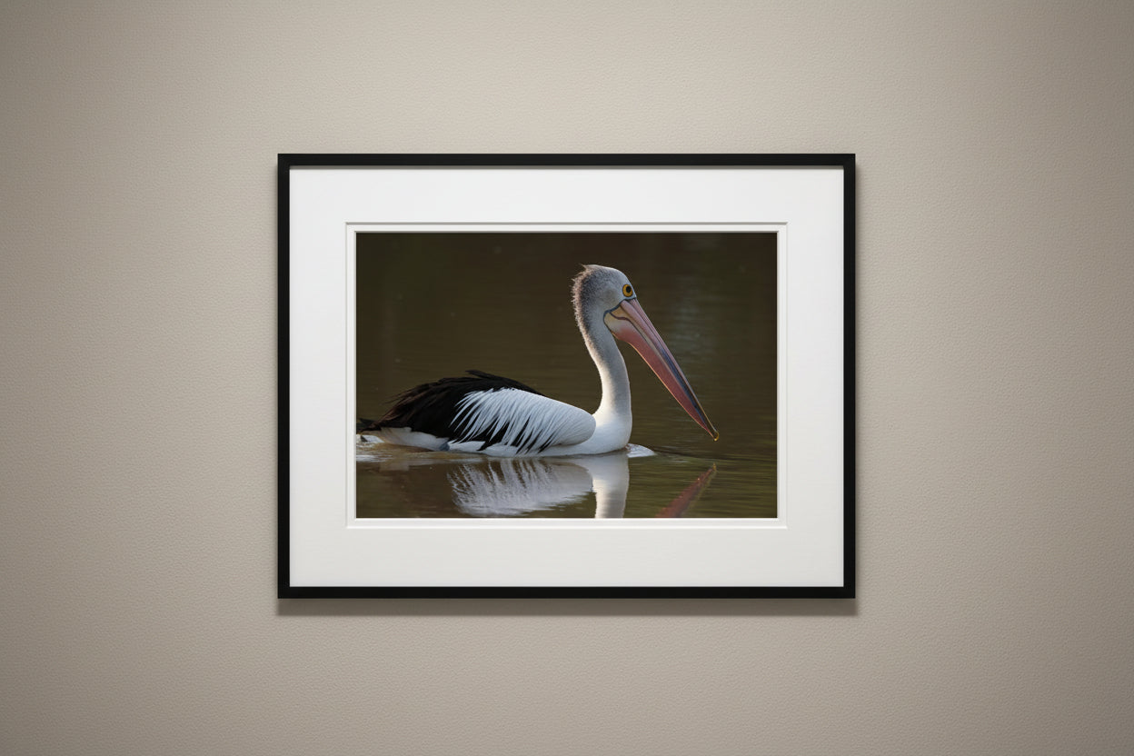 Pelican Reflection