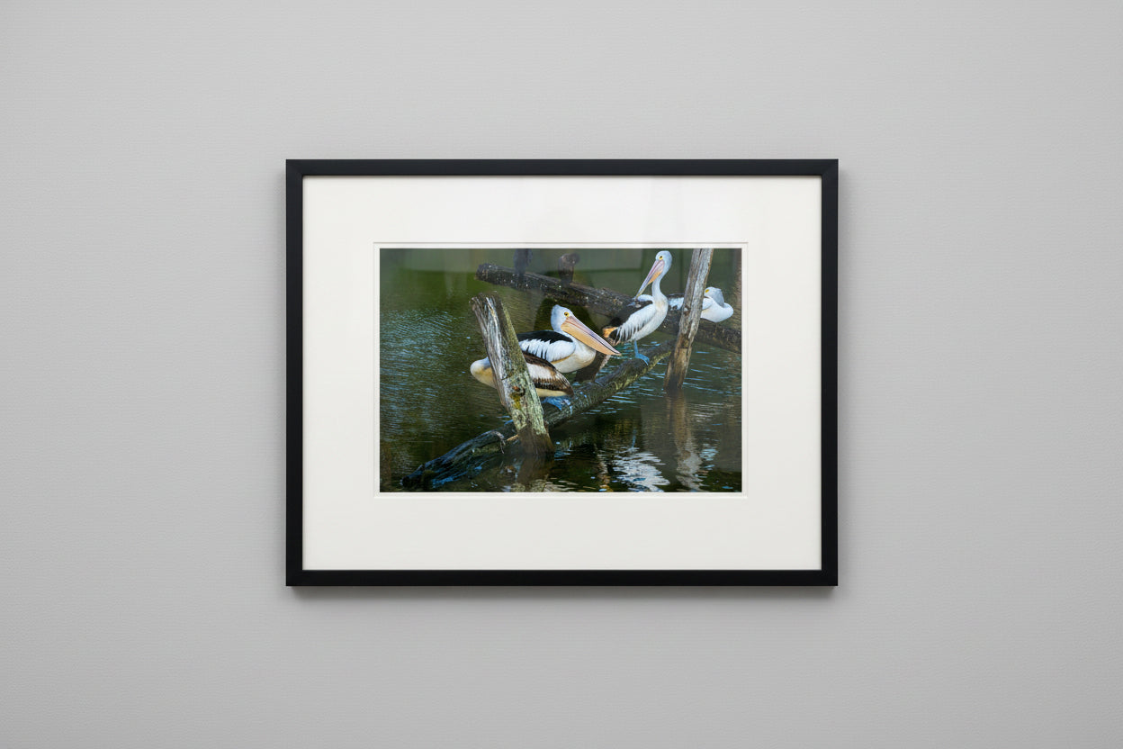 Pelican Roosting