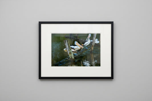 Pelican Roosting