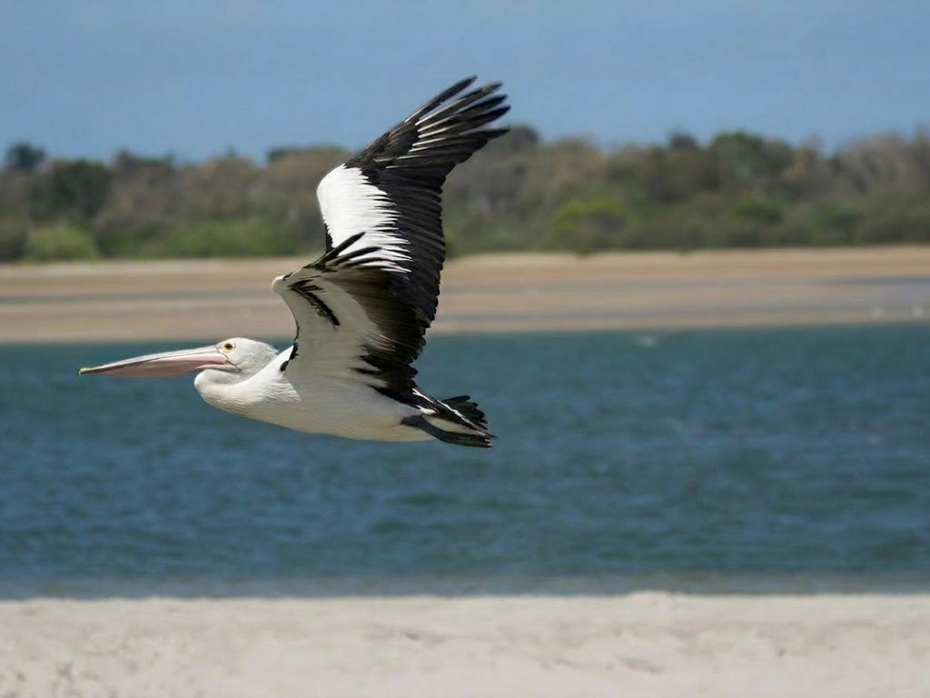 Proof of Life Studio pelican in flight over water, with black and white wings outstretched.