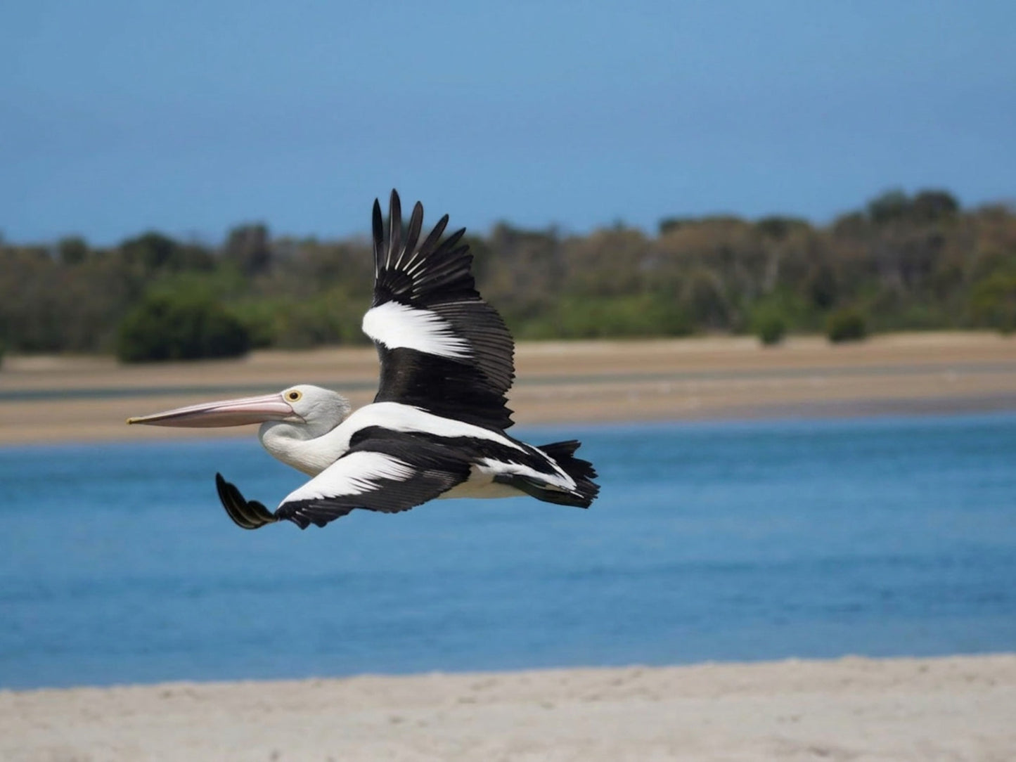Proof of Life Studio Pelican putting its landing gear down while flying over a beach and blue water.