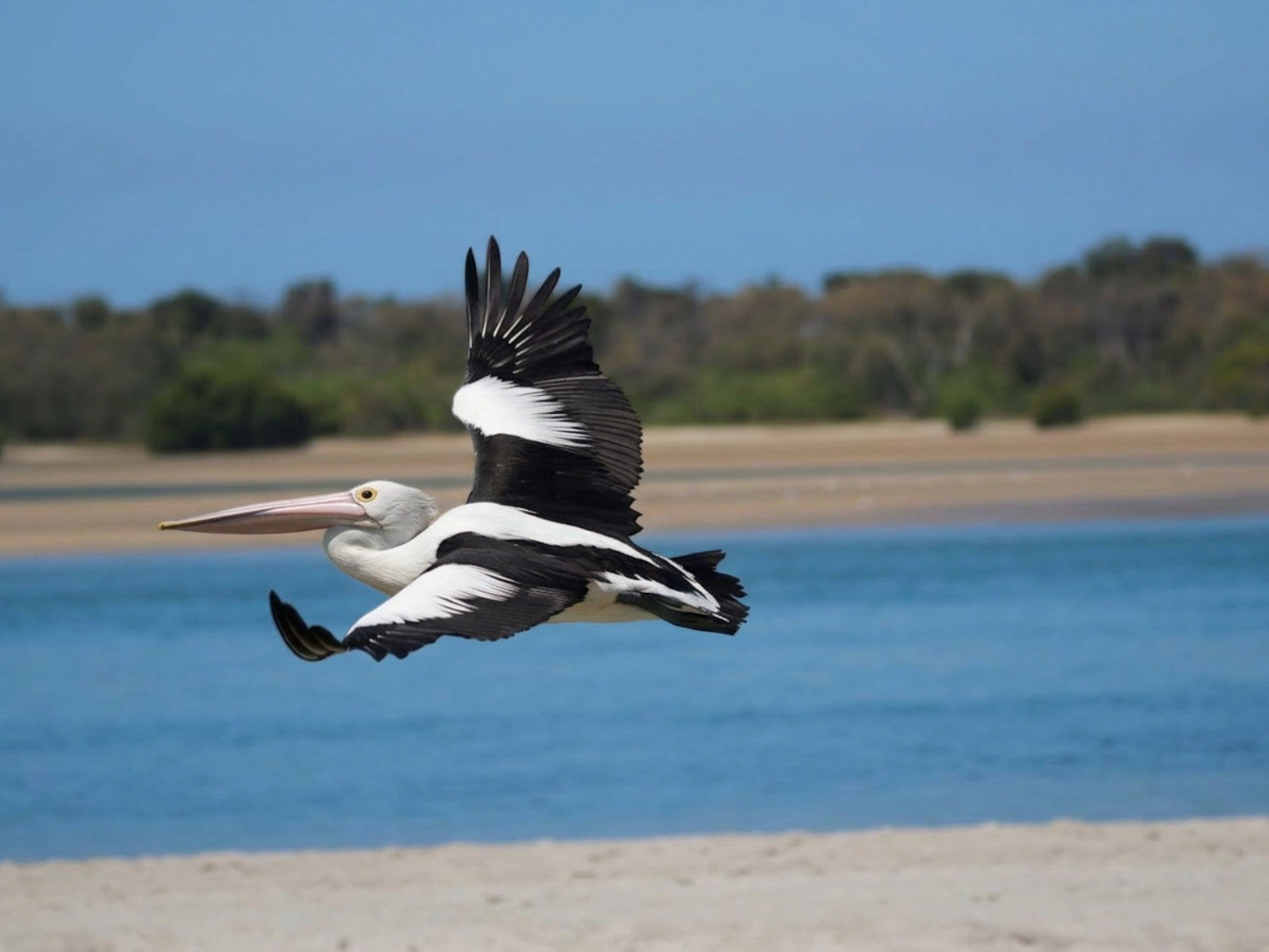 Proof of Life Studio Pelican putting its landing gear down while flying over a beach and blue water.